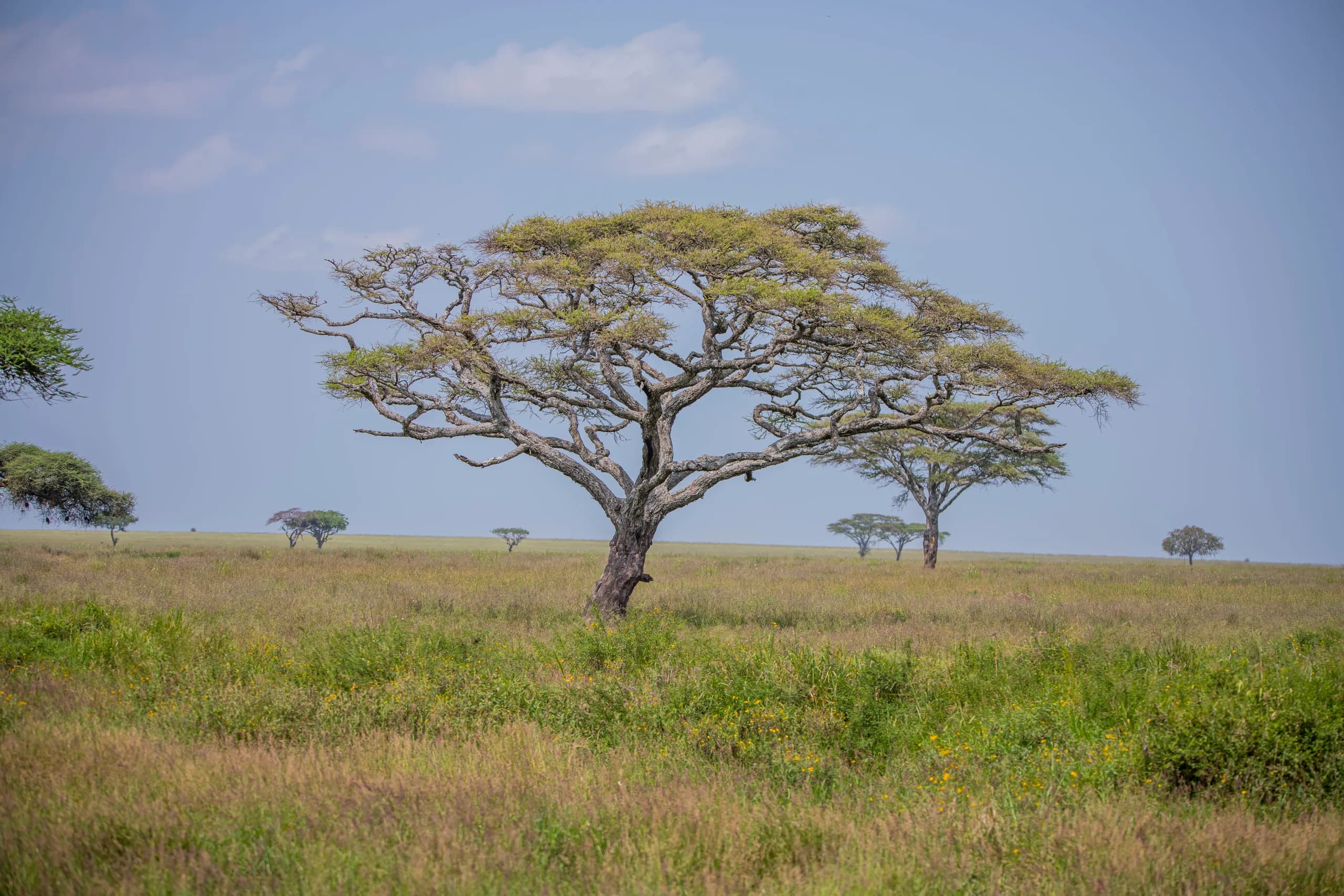 Open bush country between camps
