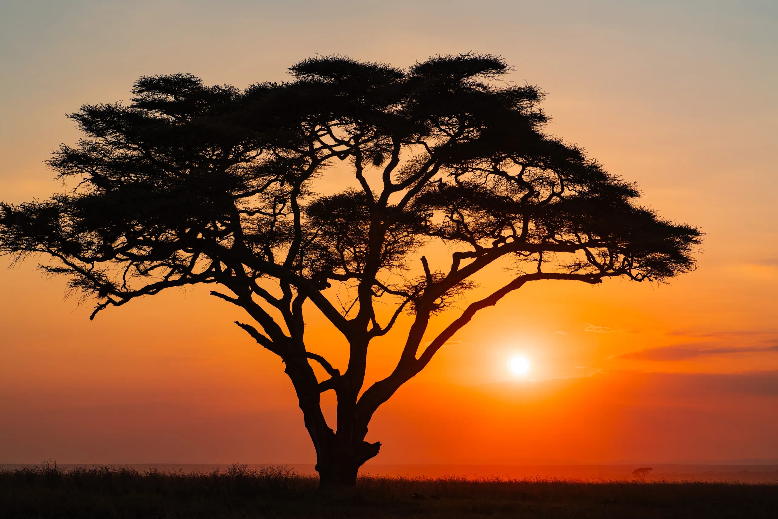 Solitary acacia tree silhouetted against a Serengeti sunset