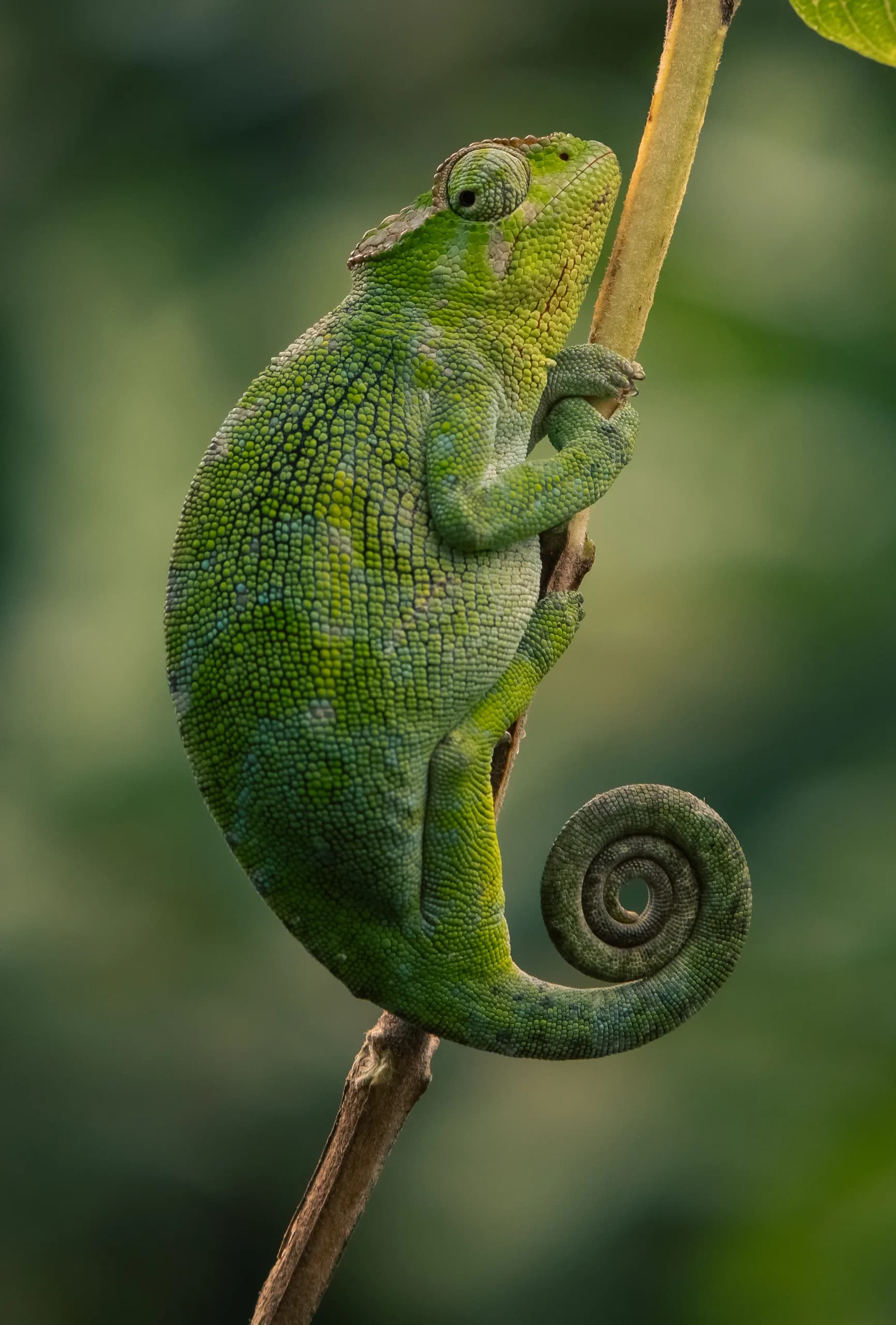 A chameleon gripping a branch