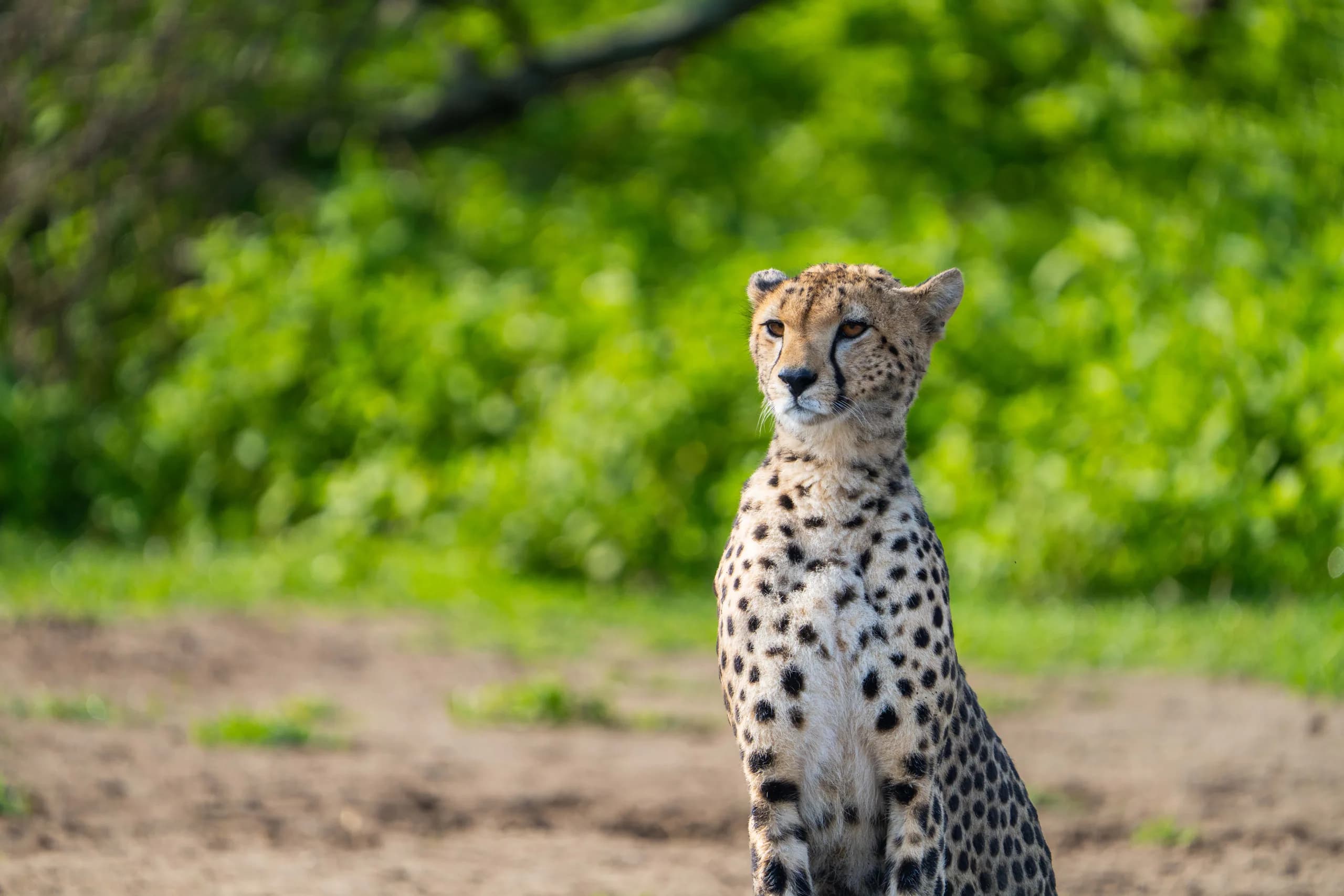 Portrait of a cheetah