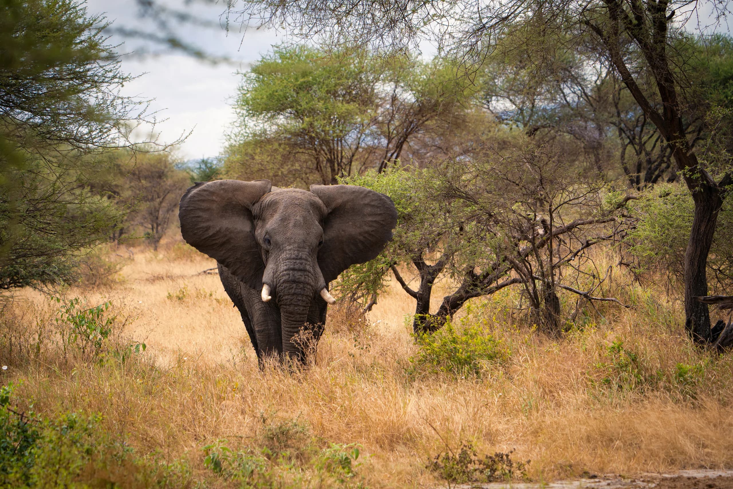Elephant browsing among acacia scrub, Tarangire-style bushveld