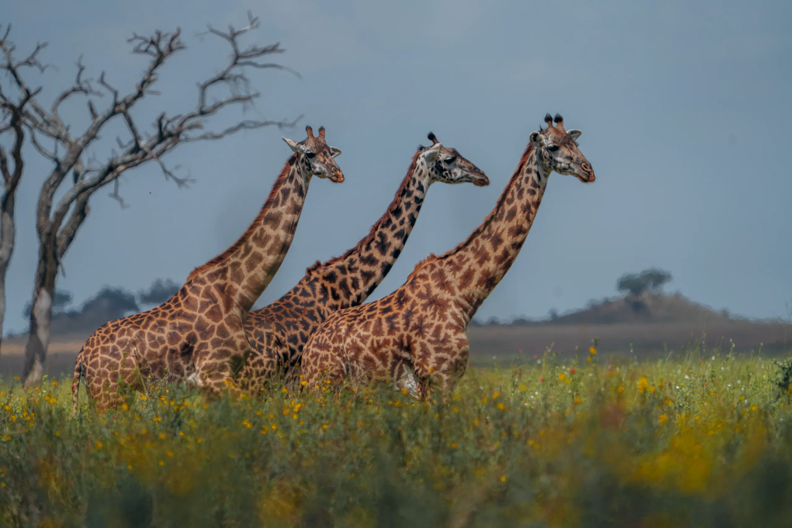 Giraffes grazing across open grassland