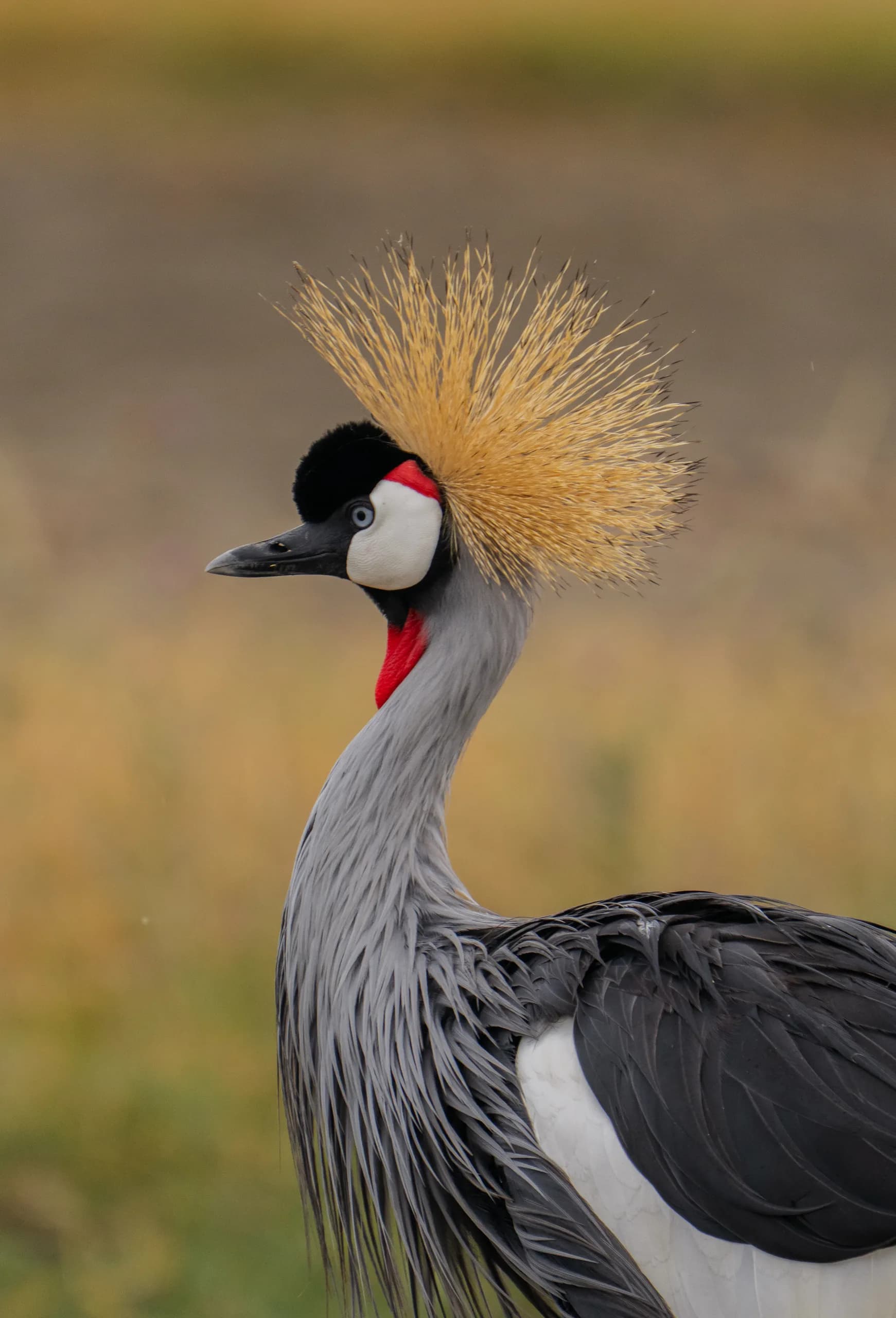 Grey crowned crane, Uganda's national bird