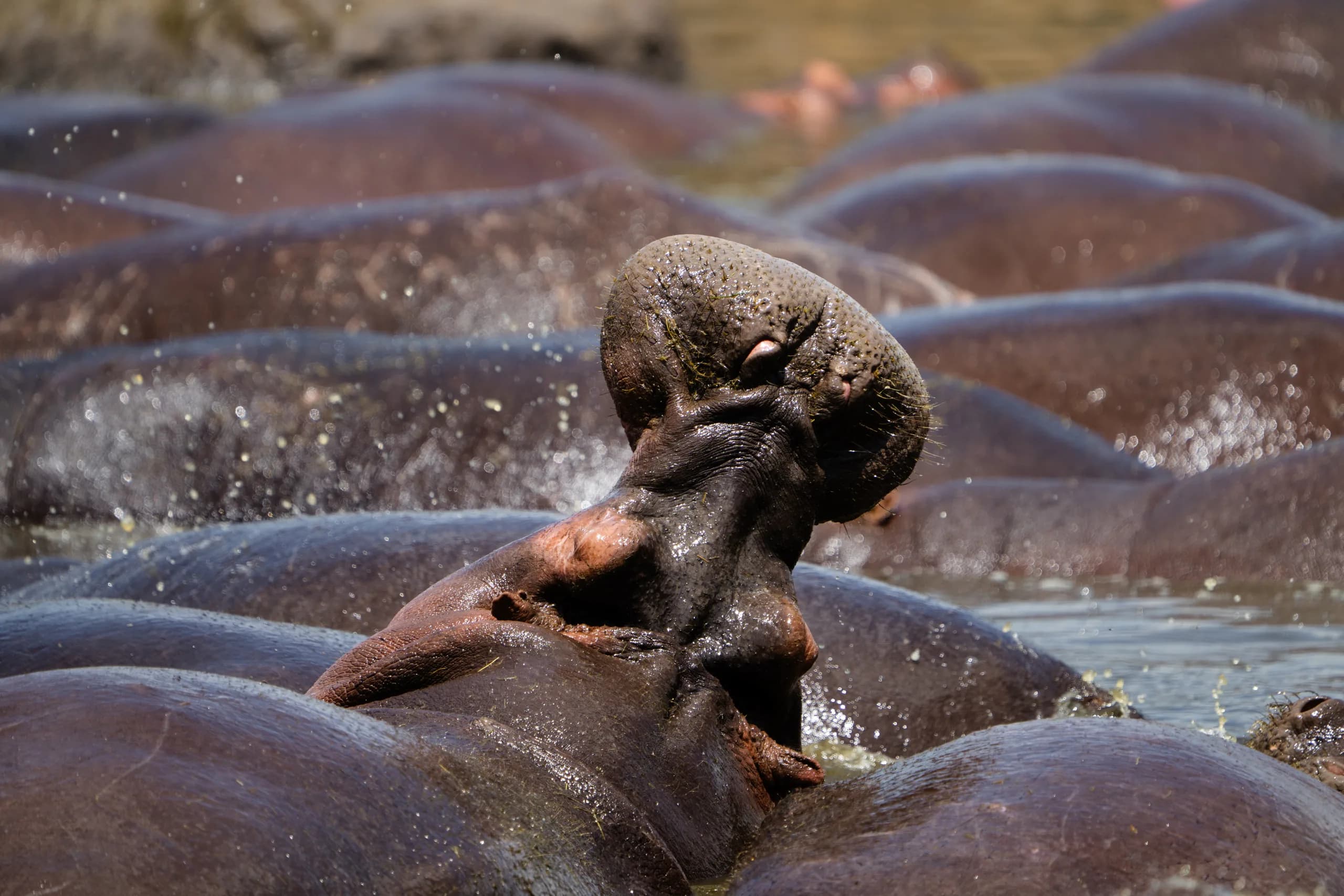 Hippo yawning amid a pod in the water