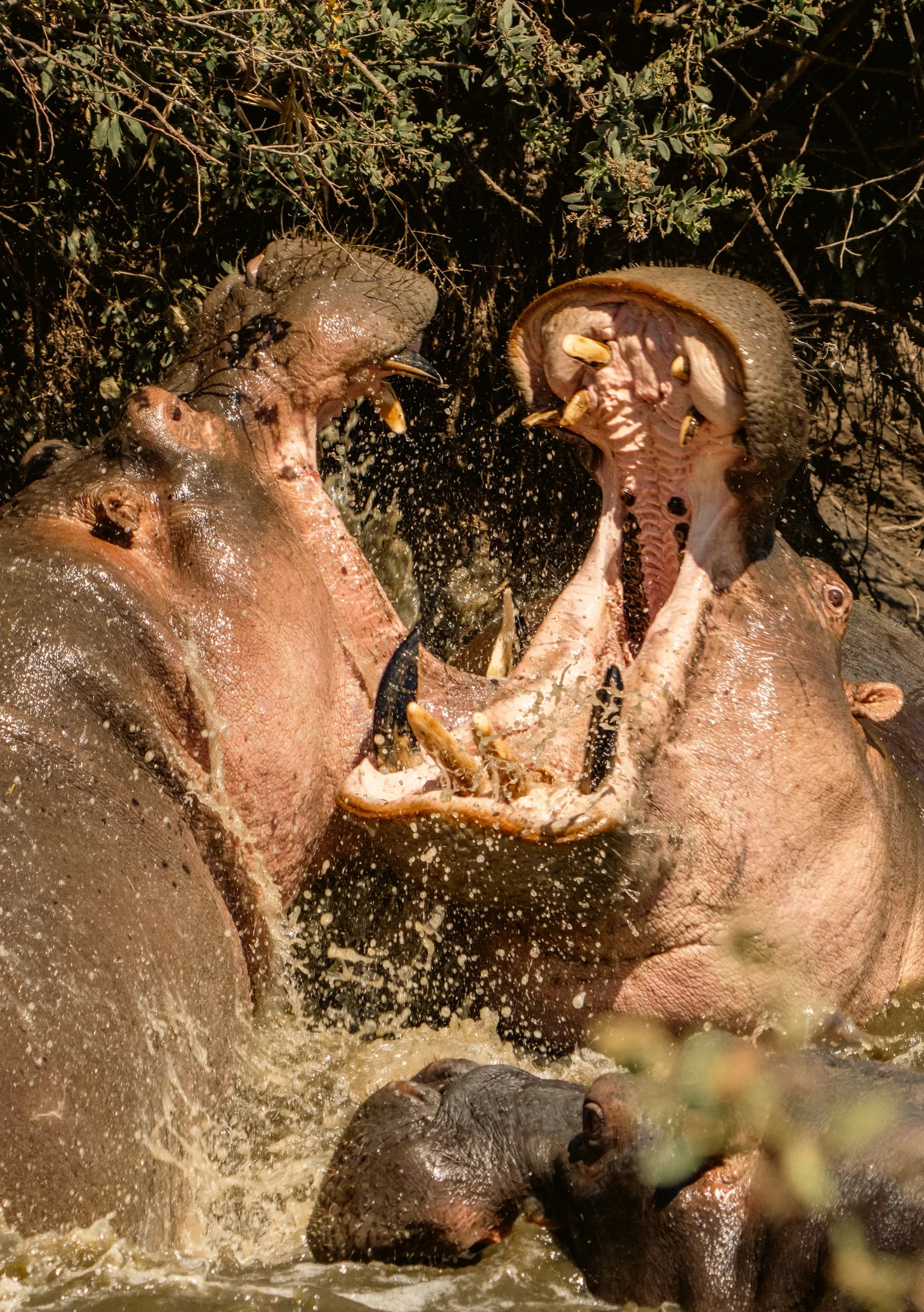 Wildlife along Uganda's Nile river system