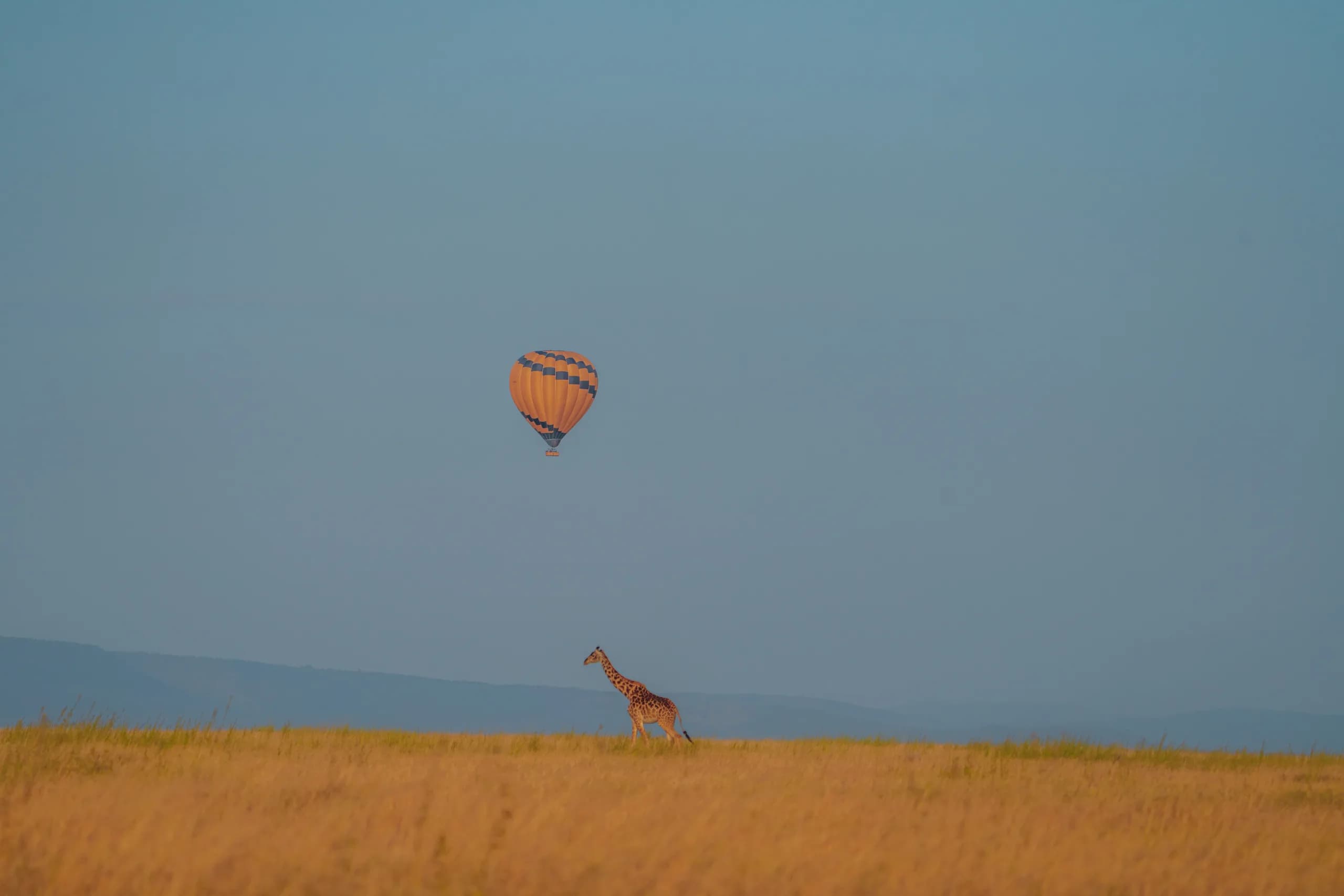 Hot air balloon over the plains with a giraffe below
