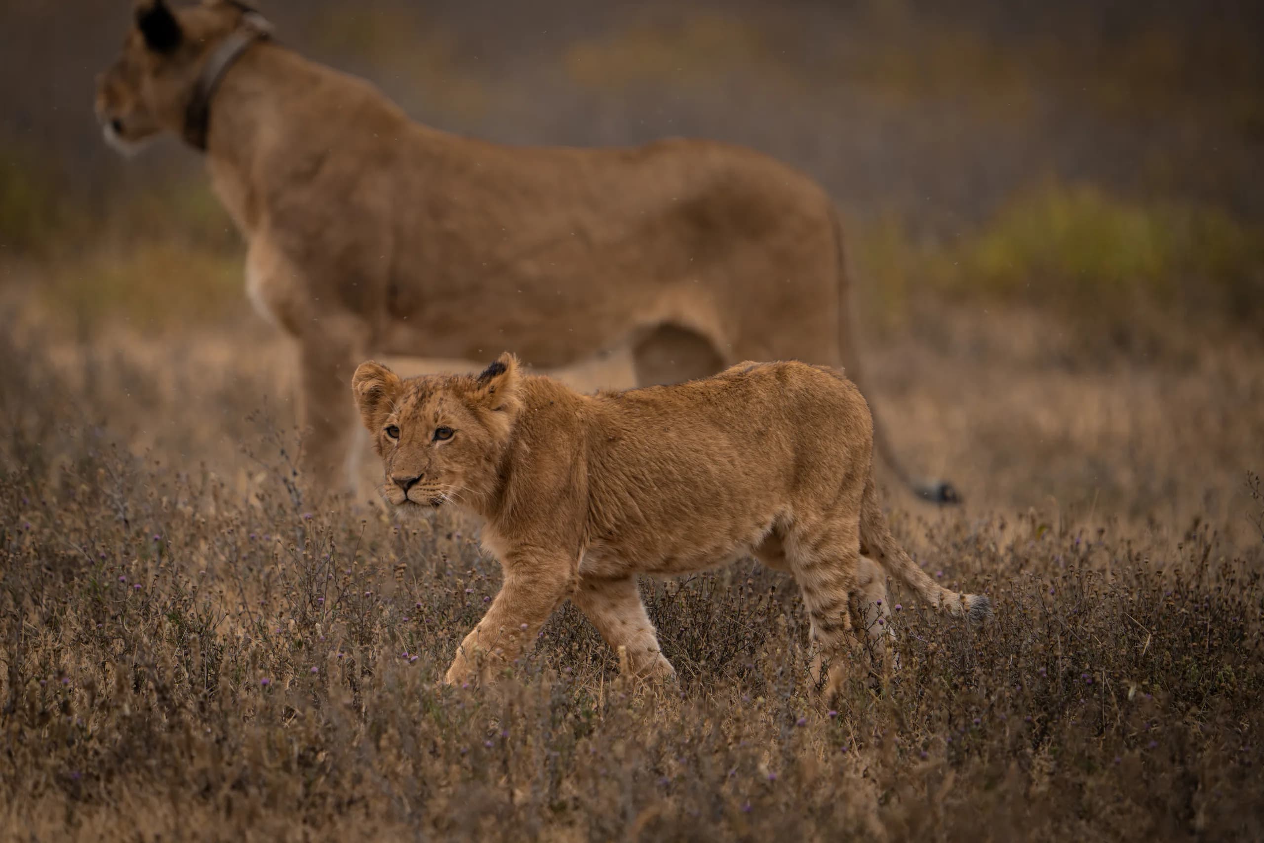 Lion cub walking beside its mother