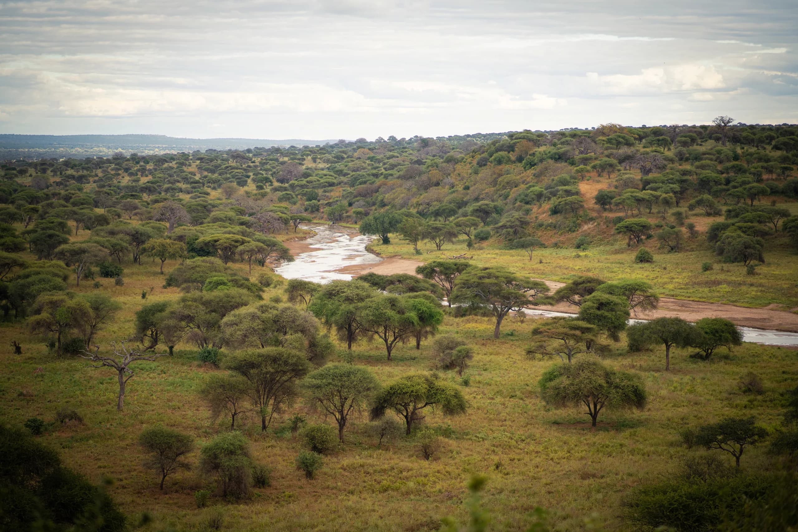 River-fed woodland, northern Tanzania