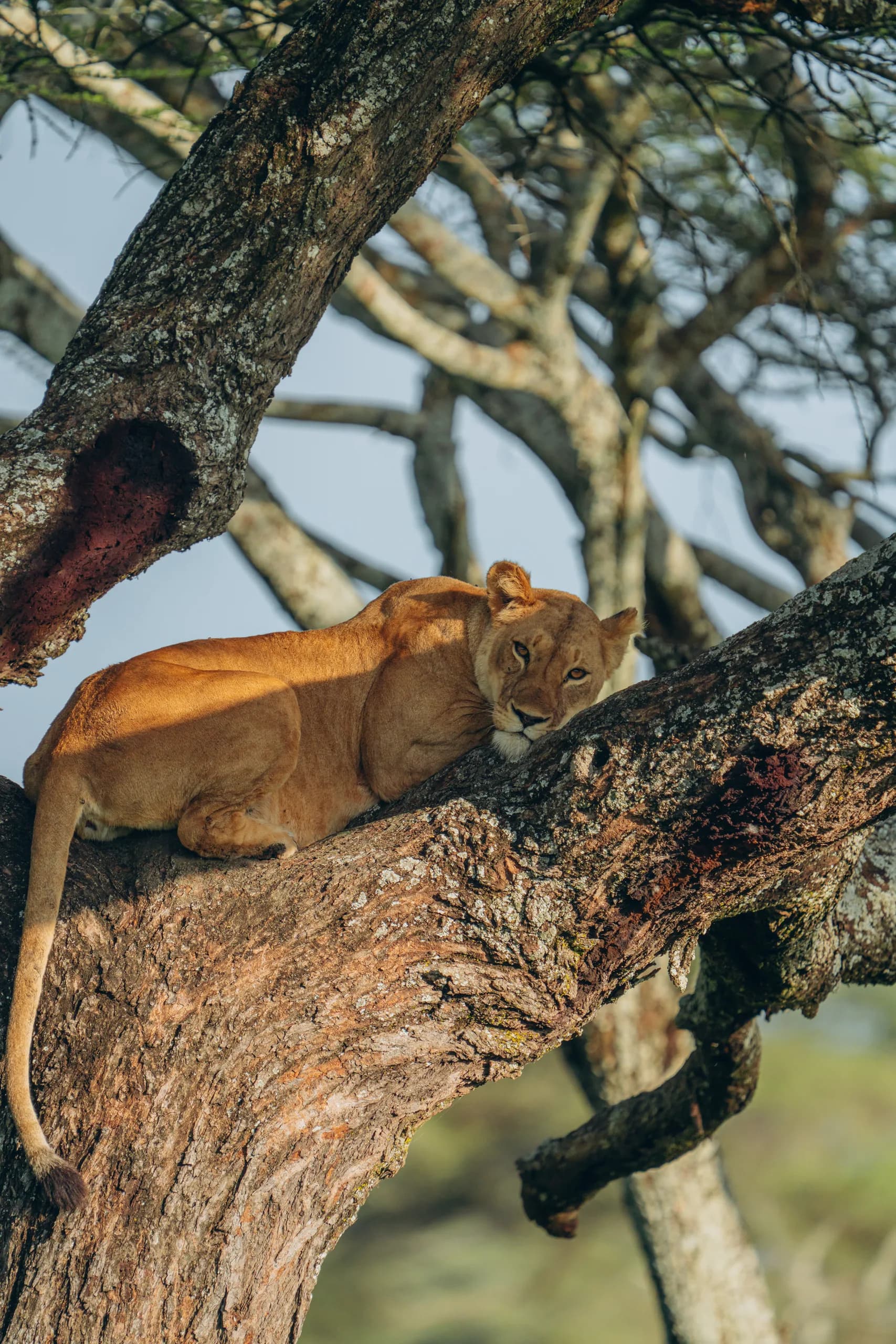 Lioness resting in the branches of a tree