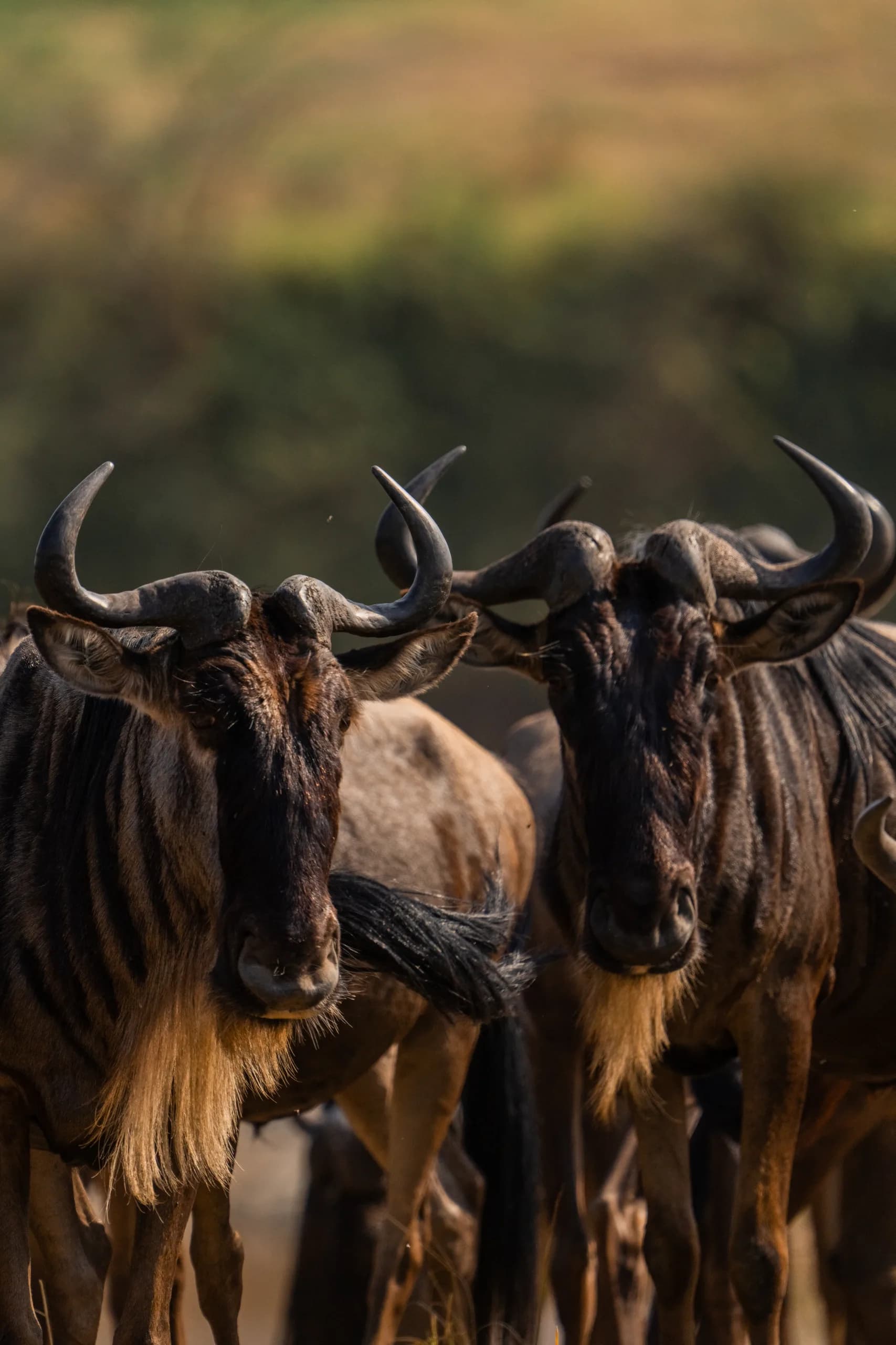 Wildebeest close together on the plain