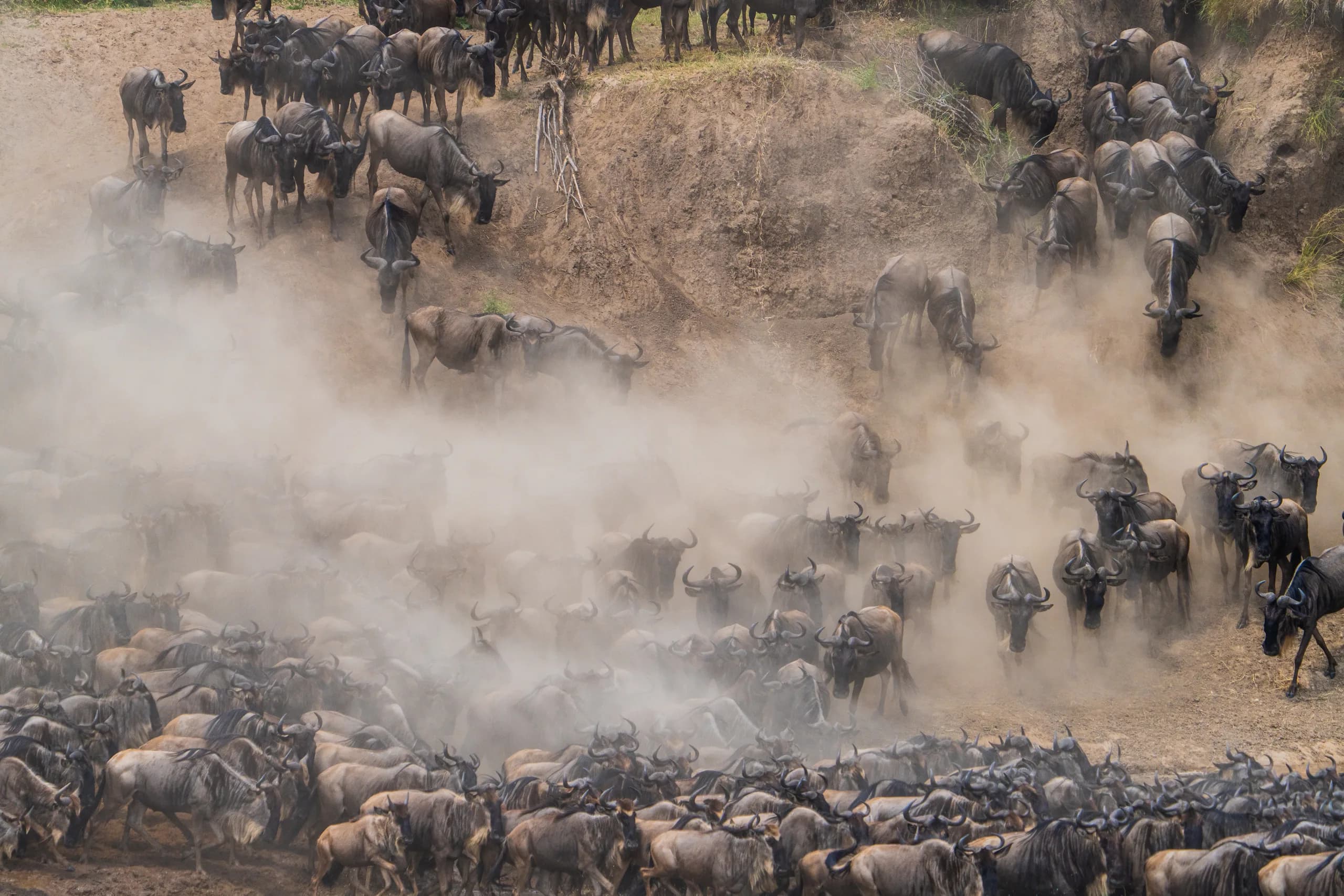 Wildebeest herd descending a dusty riverbank mid-migration