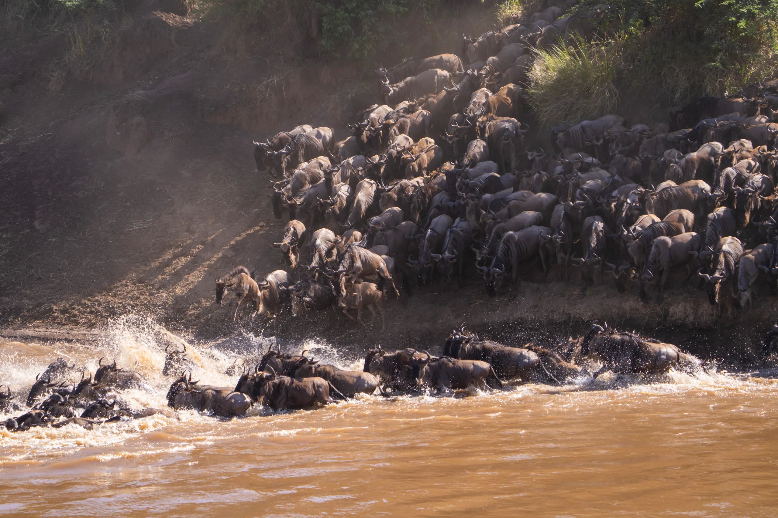 Wildebeest herd massed on the riverbank before crossing