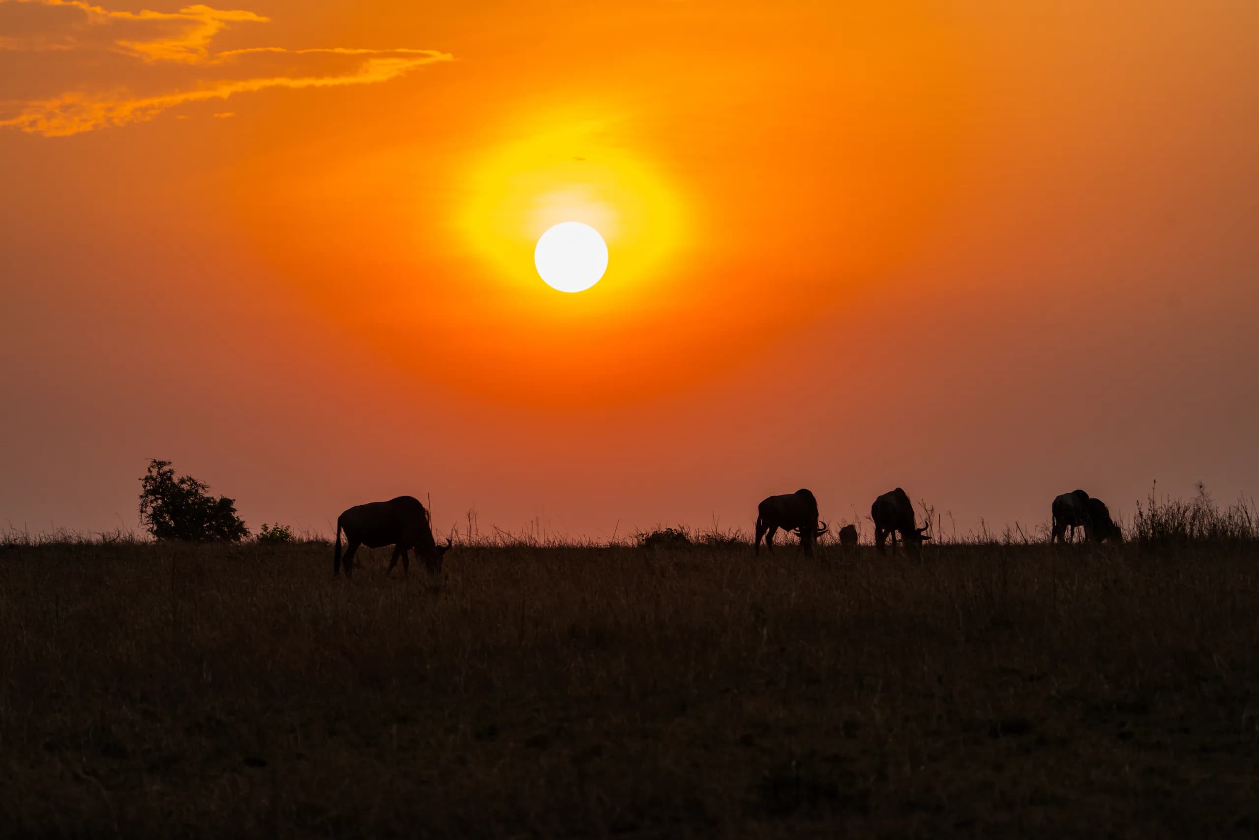 Early light over the Tanzanian plains