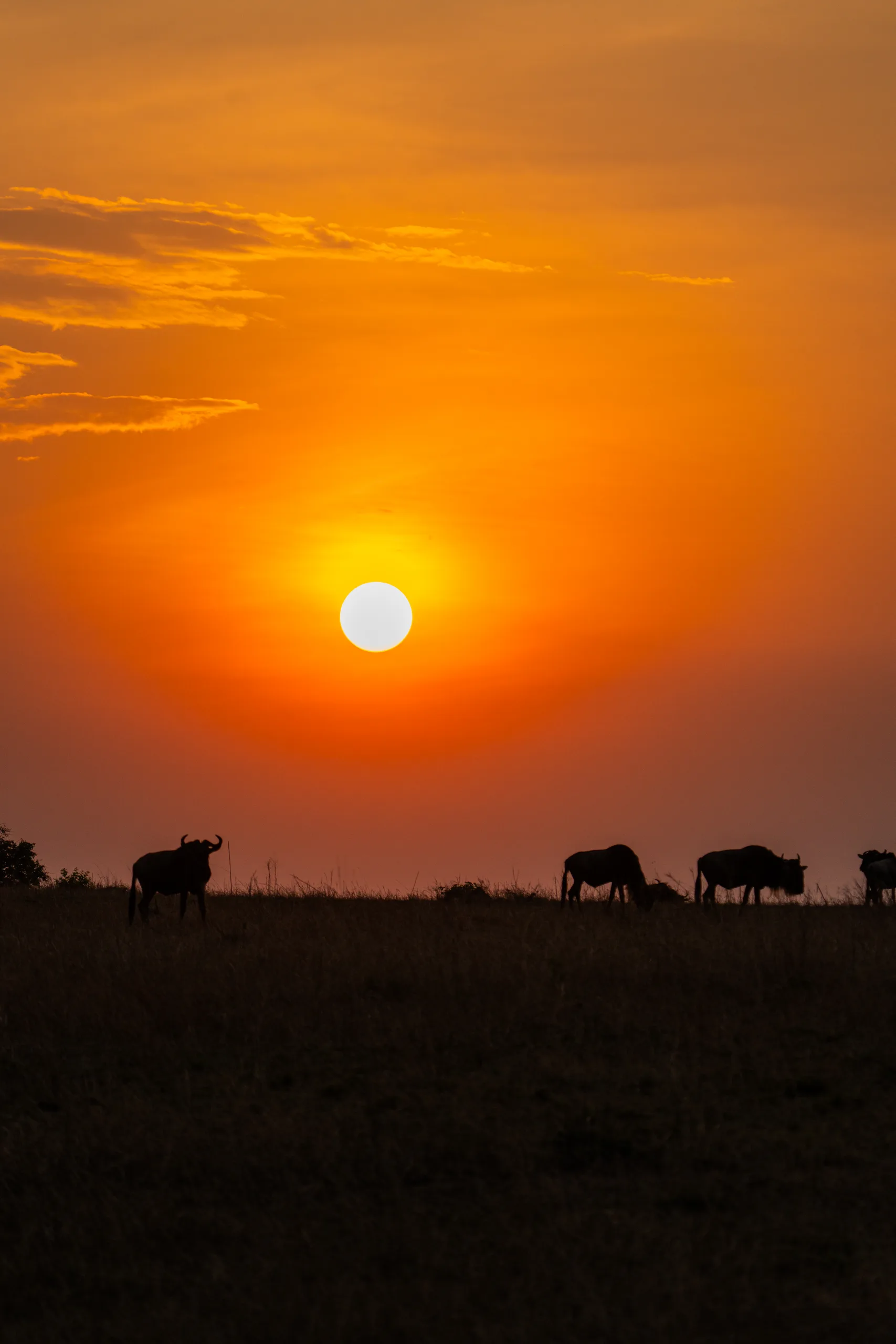 Wildebeest silhouettes grazing at a distance under a setting sun