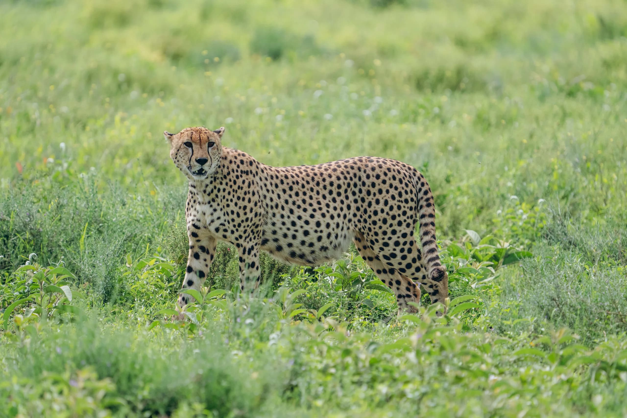 Predators follow the herds across the Ndutu plains