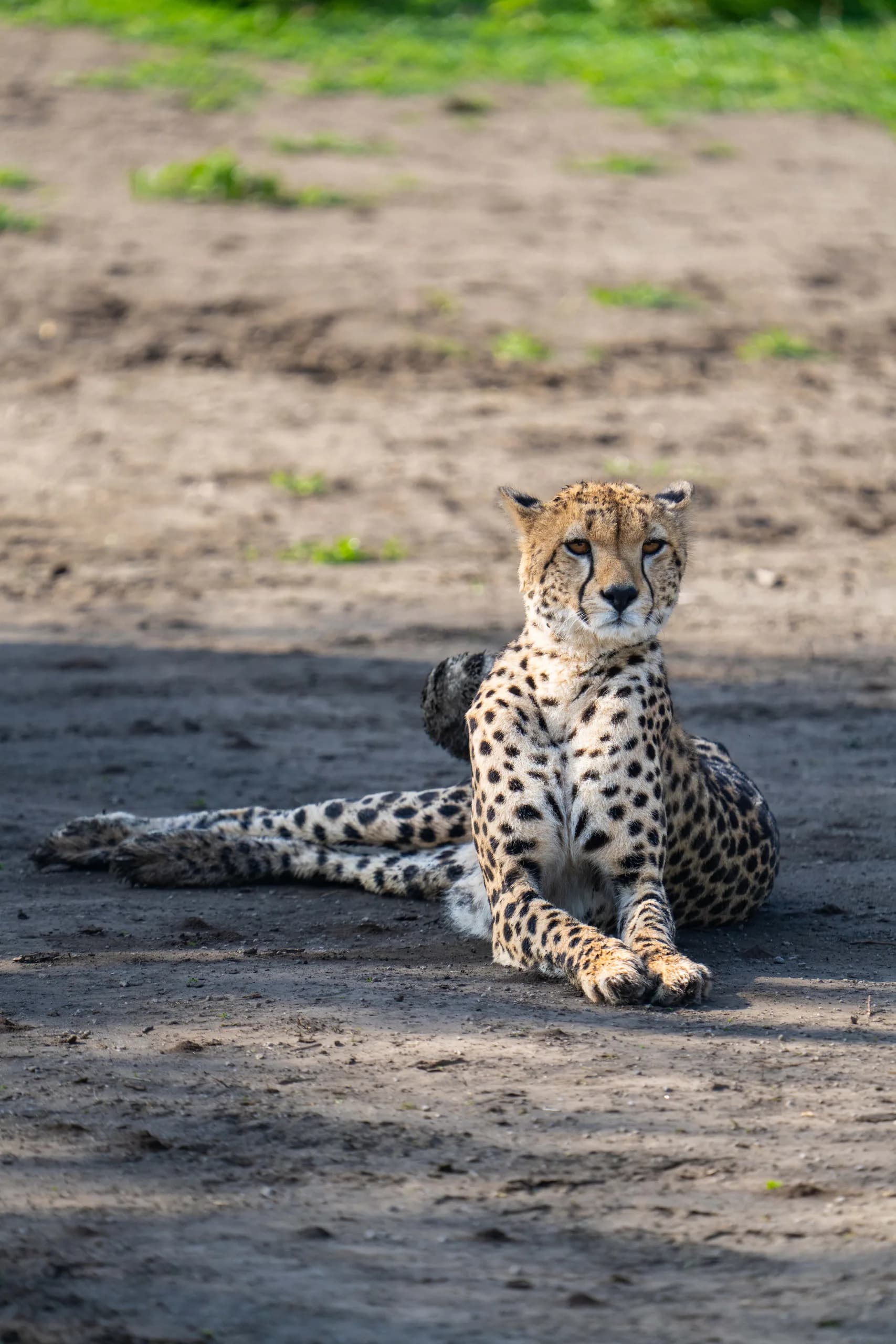 Cheetah resting on open ground, scanning the plain